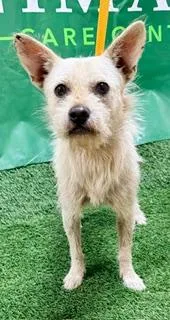 An adult small-sized male Cairn Terrier dog named Peter for adoption in Visalia, CA