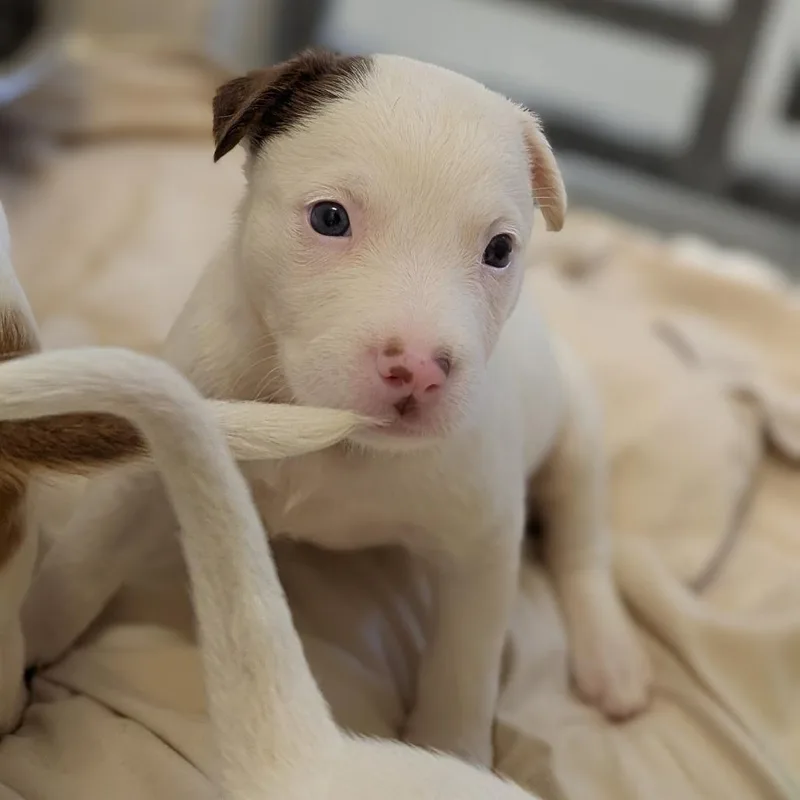 A baby small-sized female White / Cream Cattle Dog dog named Kim for adoption in Buchanan Dam, TX