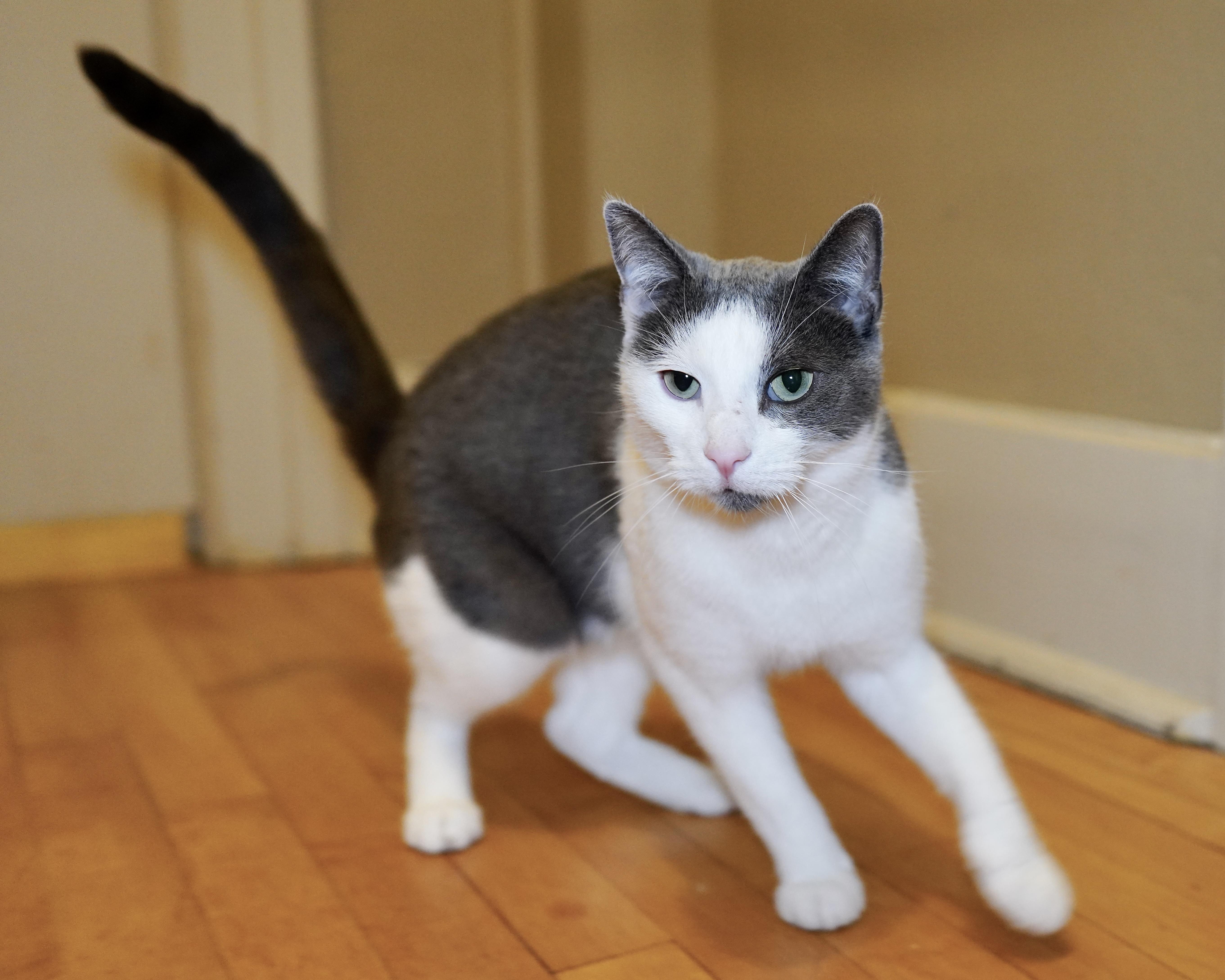 An adult medium-sized male Gray & White Domestic Short Hair cat named Soup for adoption in Milwaukee, WI