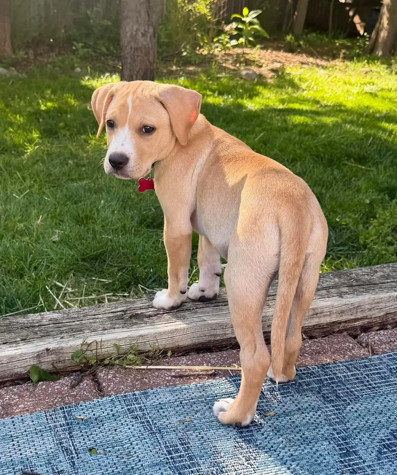 Rex