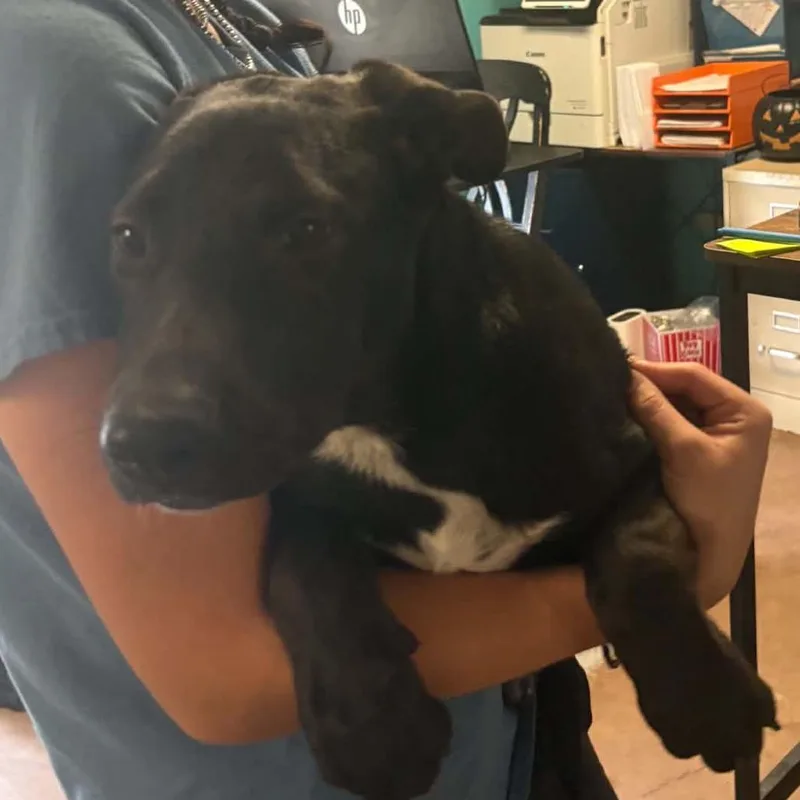 A baby medium-sized male Black German Shepherd Dog named Neptune for adoption in Stephenville, TX