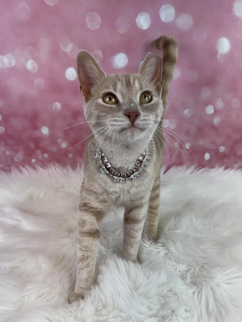 A baby medium-sized female Buff / Tan / Fawn Tabby cat named Amber Cat And Small for adoption in Houston, TX