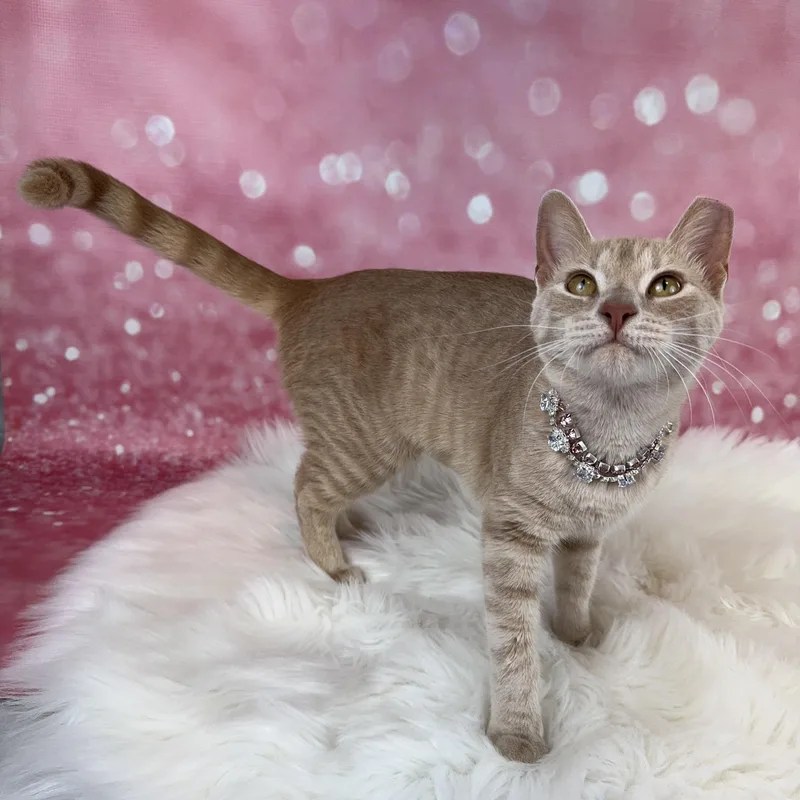 Amber Cat And Small thumbnail 4
