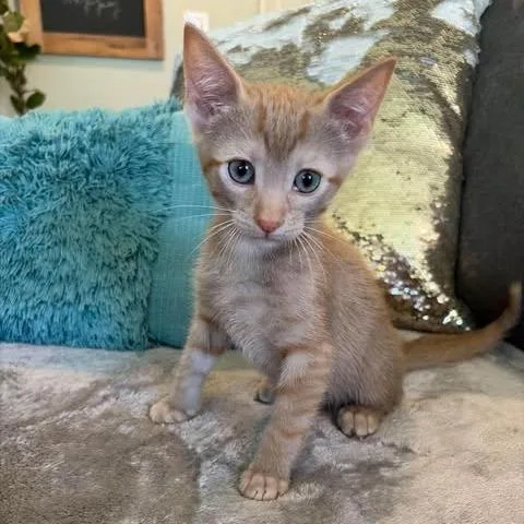A baby small-sized male Orange / Red Domestic Short Hair cat named Banjo for adoption in Fairway, KS