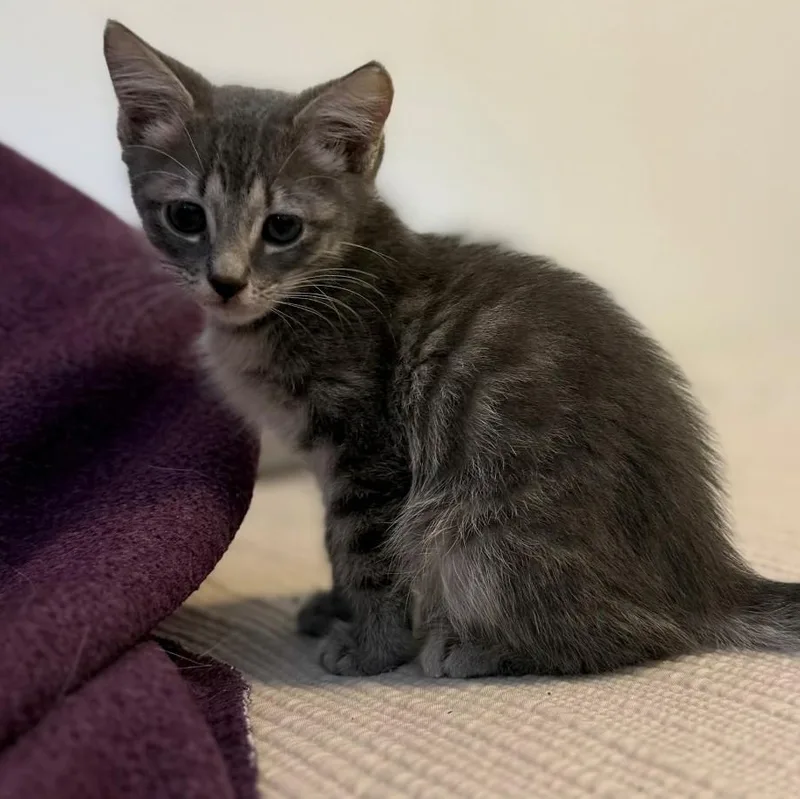 A baby small-sized female Domestic Short Hair cat named Sally Vanourek for adoption in Morrison, CO
