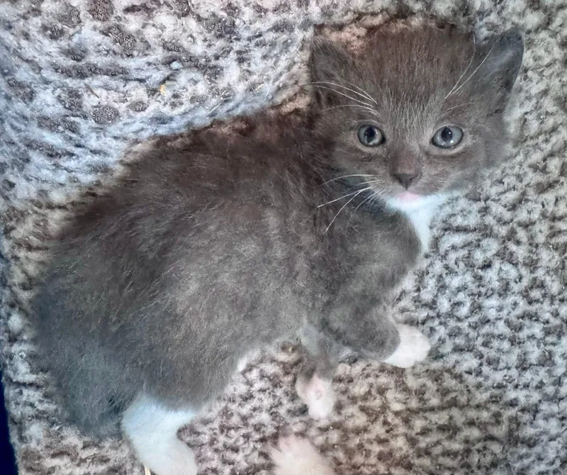 A baby medium-sized male Gray & White Domestic Medium Hair cat named Boo Sully for adoption in Walker, MI