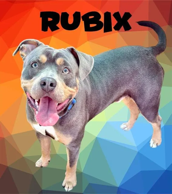A young medium-sized male Pit Bull Terrier dog named Rubix for adoption in Sarasota, FL