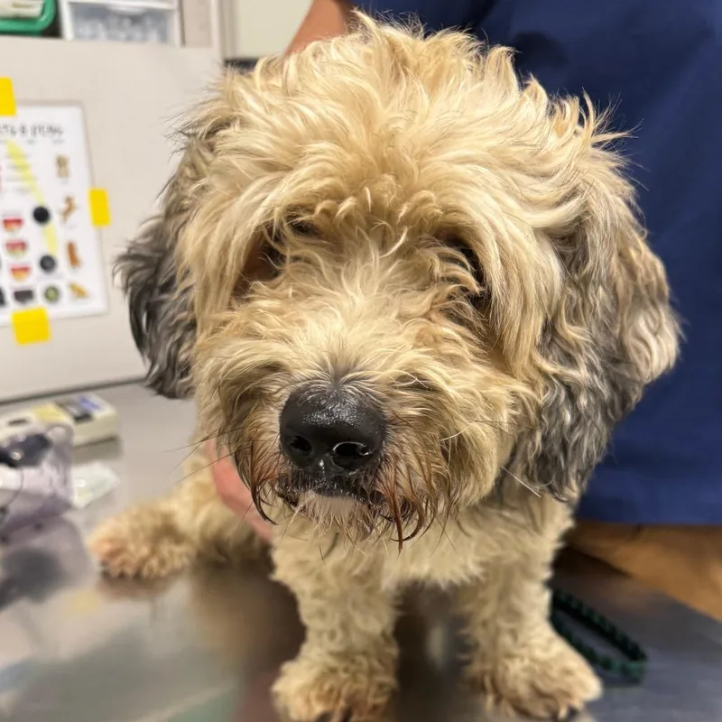 An adult small-sized male Black Mixed Breed dog named Knick Knack for adoption in Matteson, IL