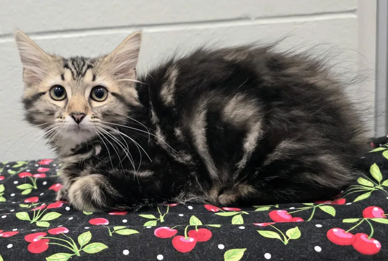 A baby medium-sized female Tabby (Brown / Chocolate) Domestic Medium Hair cat named Clover for adoption in Amityville, NY