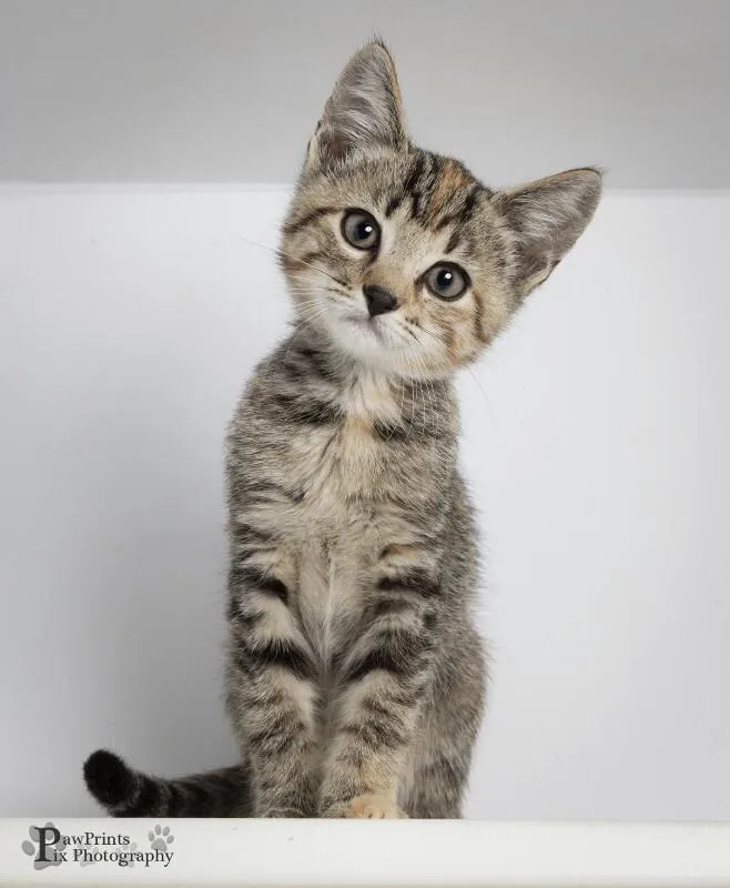 A young medium-sized female Tortoiseshell Domestic Short Hair cat named Lisa Marie for adoption in Maryville, TN