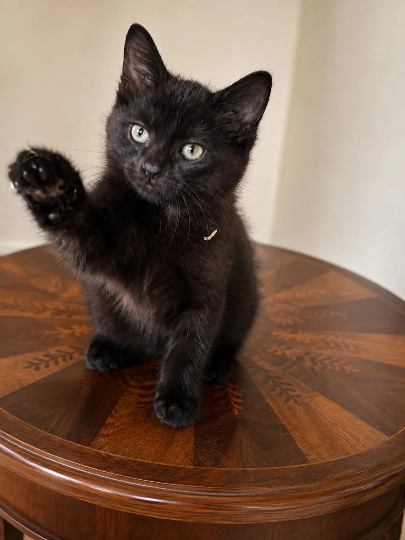 A baby medium-sized male Black Domestic Medium Hair cat named Kojo for adoption in Santa Cruz, CA