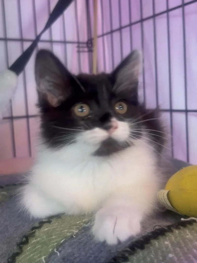 Delilah & Diego Bonded thumbnail 2