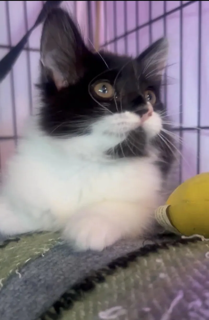 Delilah & Diego Bonded thumbnail 3