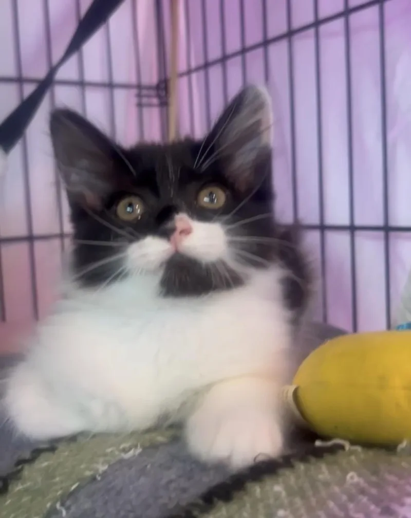 Delilah & Diego Bonded