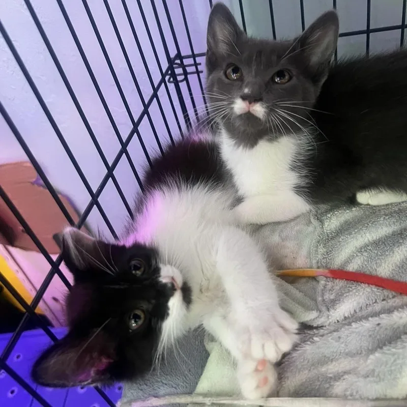 Delilah & Diego Bonded thumbnail 4