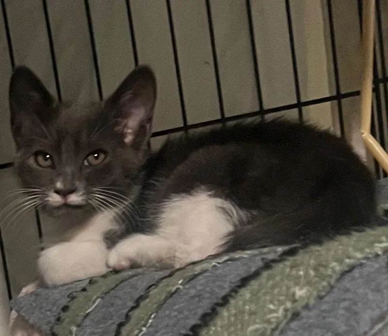 Delilah & Diego Bonded thumbnail 5