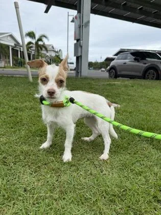 An adult small-sized female Chihuahua dog named Ethel for adoption in Honolulu, HI