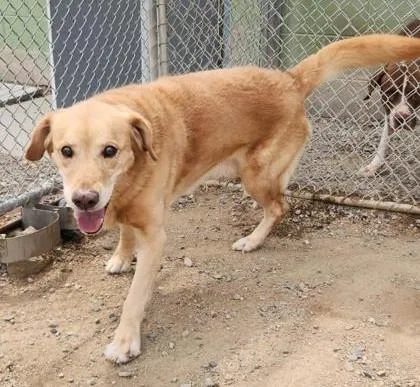 A senior medium-sized male Golden Yellow Labrador Retriever dog named Elmer for adoption in Butte, MT