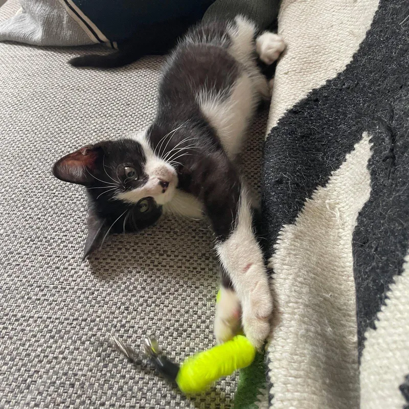 A baby medium-sized male Black & White / Tuxedo Domestic Short Hair cat named Hamlet for adoption in Brooklyn, NY
