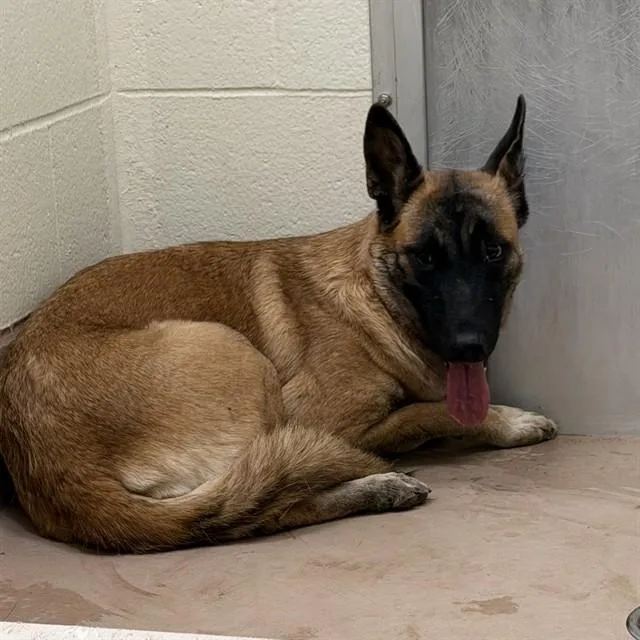 A young small-sized female German Shepherd Dog dog named Blaine for adoption in Thousand Palms, CA
