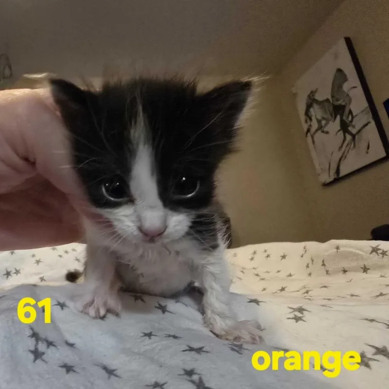 A baby small-sized female White Domestic Short Hair cat named Isabella for adoption in Spokane, WA
