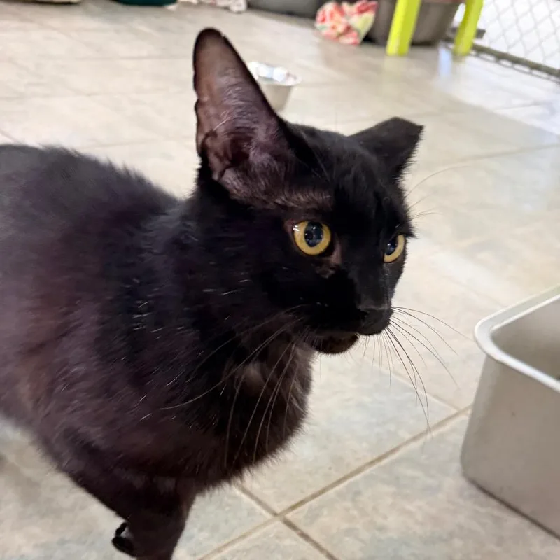 Chance