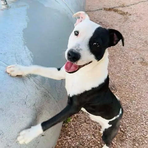 An adult medium-sized male White / Cream Pit Bull Terrier dog named Eden for adoption in Weatherford, TX