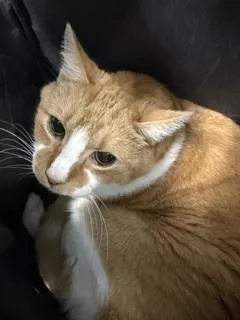 A senior large-sized male Domestic Short Hair cat named Jackson for adoption in Haw River, NC