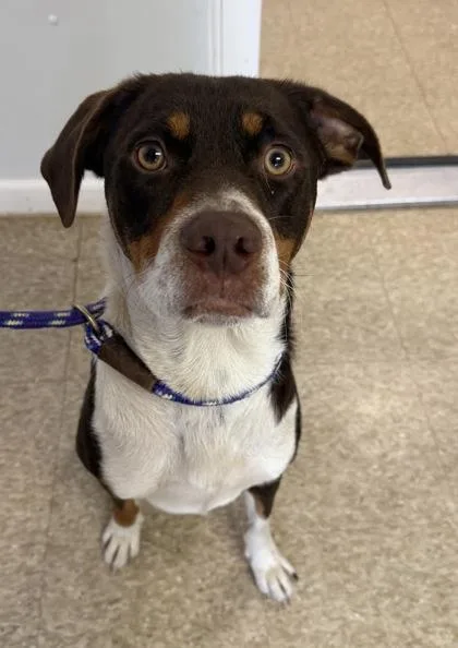 An adult medium-sized male Mixed Breed dog named Flynn for adoption in St. Anne, IL