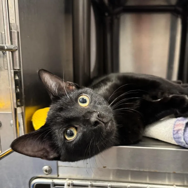 A young medium-sized male Black Domestic Short Hair cat named Crabgrass for adoption in West Olive, MI