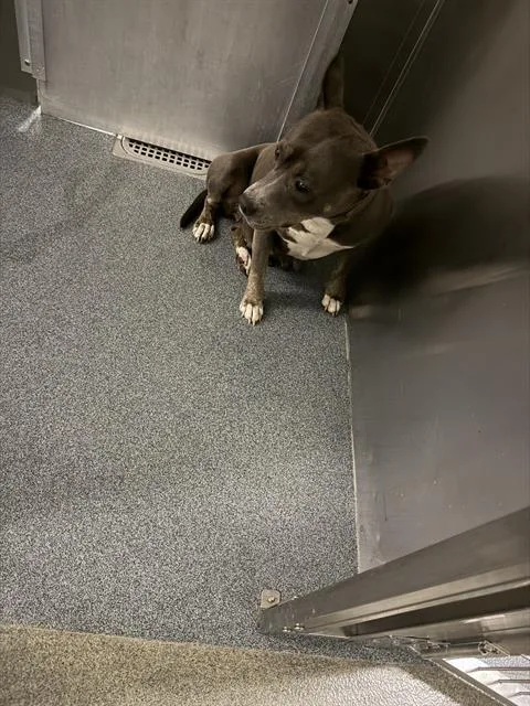 An adult medium-sized female Mixed Breed dog named Jenny for adoption in Dallas, TX
