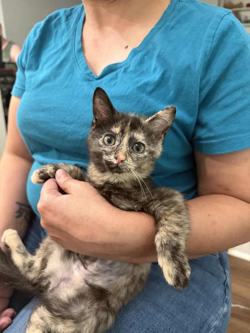 A young medium-sized female Domestic Short Hair cat named Mia for adoption in Camden, SC