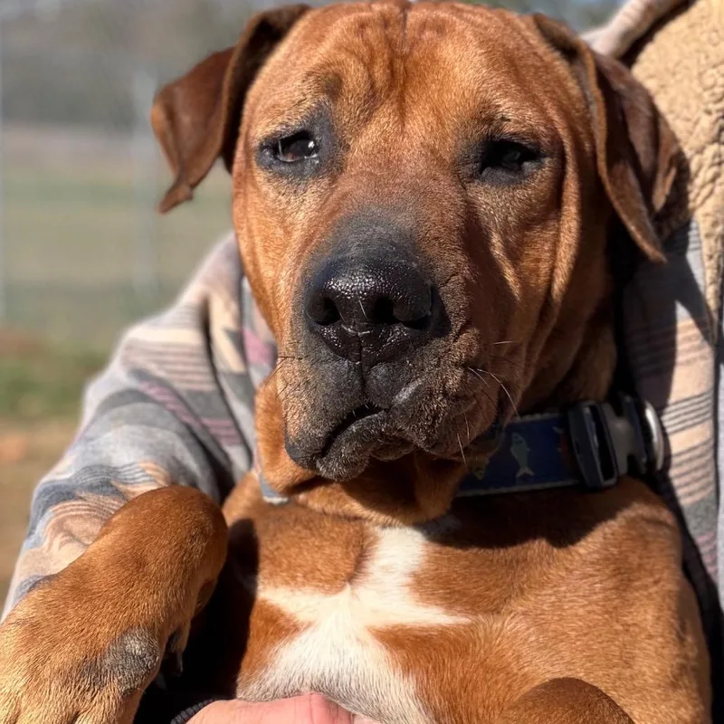 Dozer thumbnail 4