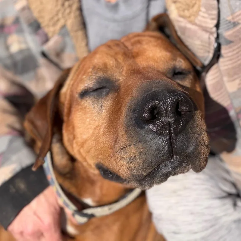 Dozer thumbnail 6