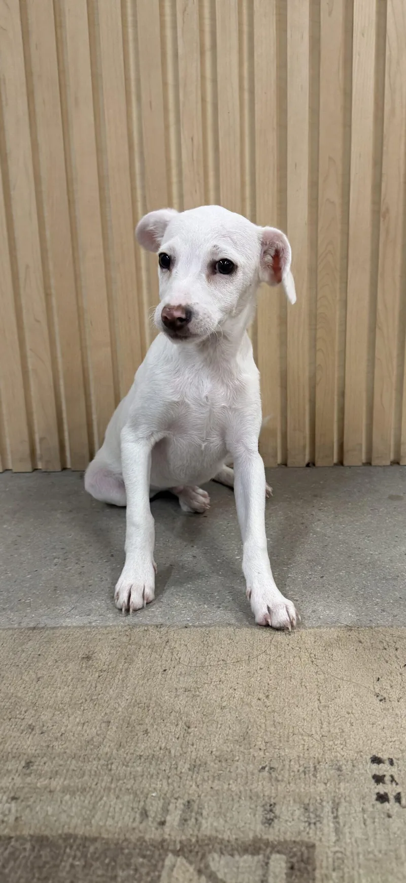 A baby small-sized male Yellow / Tan / Blond / Fawn Labrador Retriever dog named Chicken Little for adoption in Coachella, CA