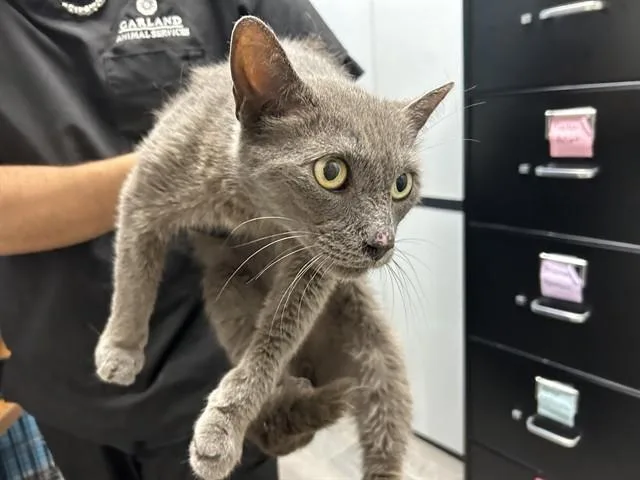 An adult medium-sized male Domestic Short Hair cat named Tip Toe for adoption in Garland, TX