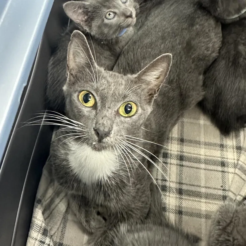 An adult medium-sized female Gray / Blue / Silver Domestic Short Hair cat named Sgaeyl for adoption in Jupiter, FL