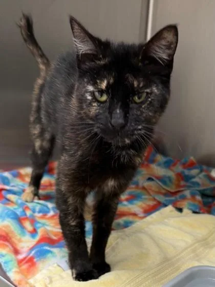 A young small-sized female Domestic Short Hair cat named Ziva for adoption in Wilkesboro, NC
