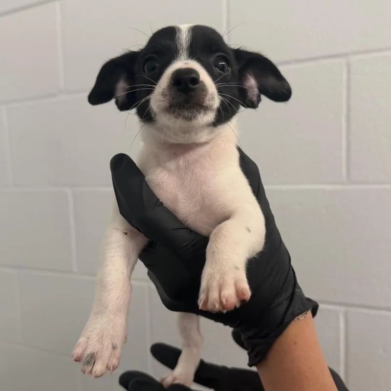 A baby small-sized male Chihuahua dog named Apollo for adoption in West Palm Beach, FL