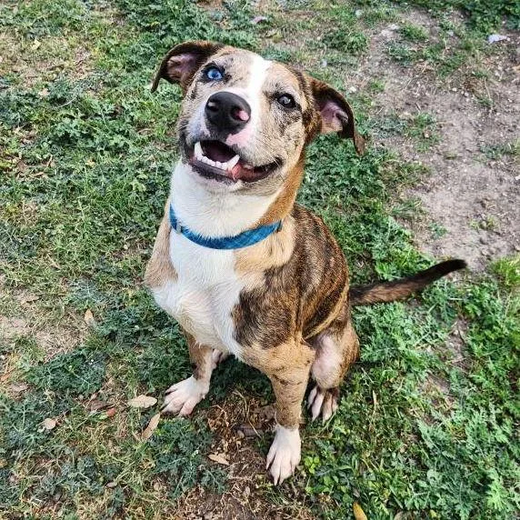 Nebula Gch thumbnail 2