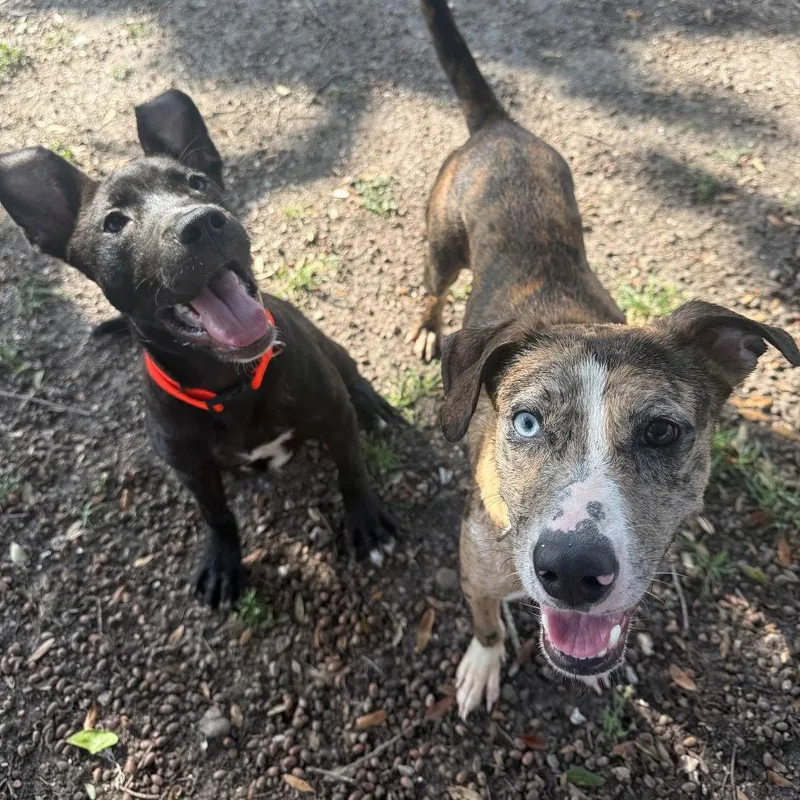 Nebula Gch thumbnail 3