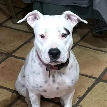 An adult large-sized female White / Cream American Staffordshire Terrier dog named Dot for adoption in CORPUS CHRISTI, TX