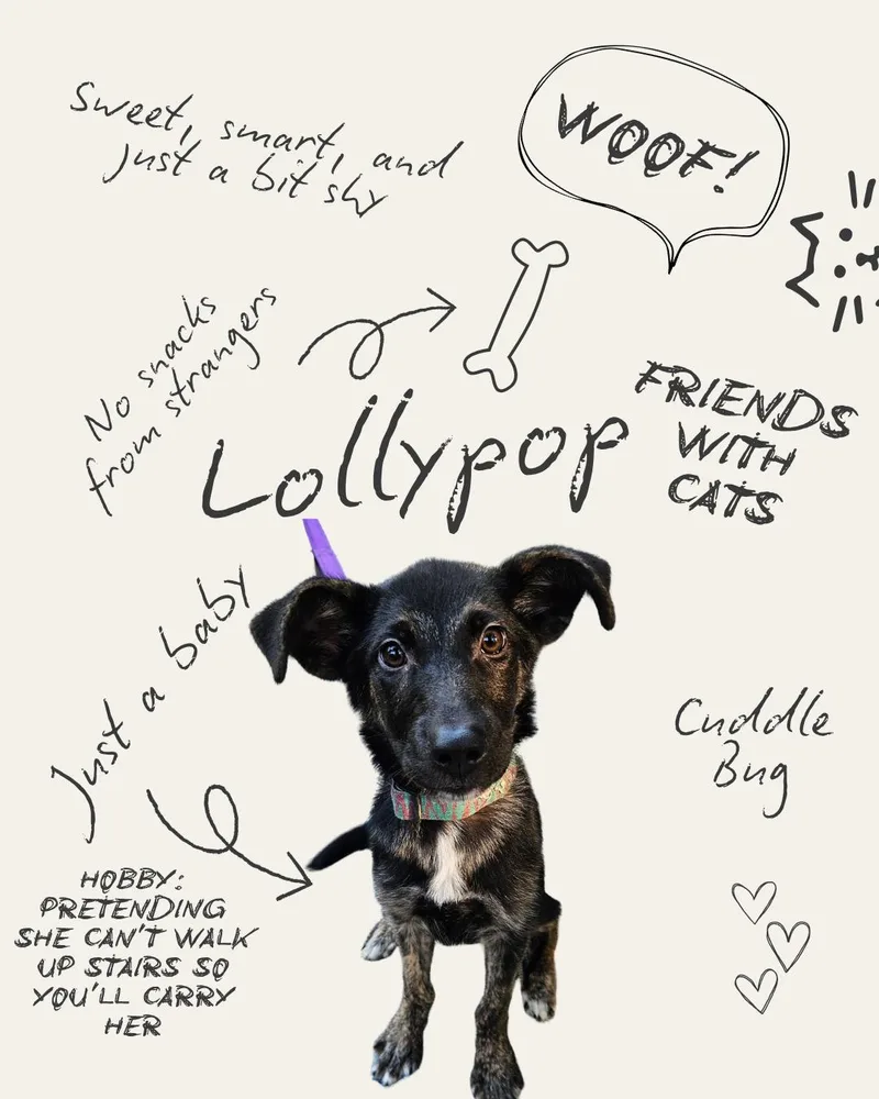 A baby medium-sized female Dutch Shepherd dog named Lollypop for adoption in Louisville, KY