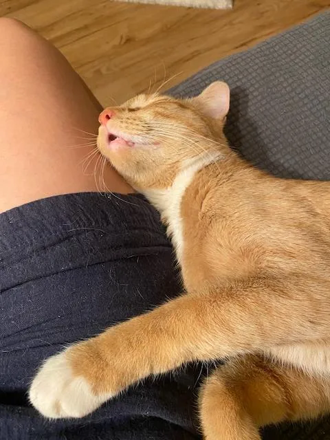 An adult medium-sized male Orange & White Domestic Short Hair cat named Colonel Mustard for adoption in Jersey City, NJ