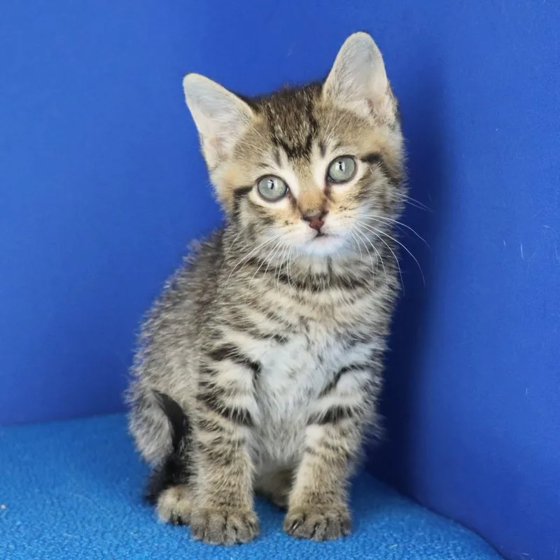 A baby small-sized male Brown / Chocolate Domestic Short Hair cat named Pesto U for adoption in Tupelo, MS