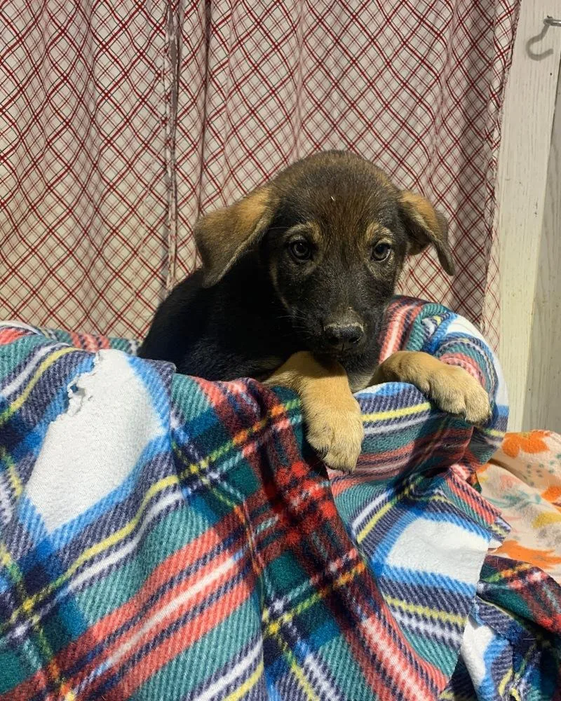 Tucker