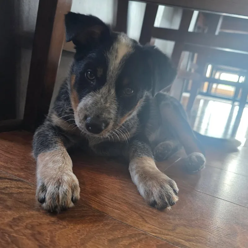 A baby medium-sized male Tricolor (Brown, Black, & White) Australian Cattle Dog / Blue Heeler dog named Beau for adoption in Watertown, WI