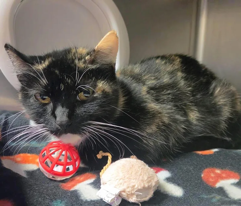 An adult medium-sized female Black Domestic Short Hair cat named Golden Ticket for adoption in Plover, WI