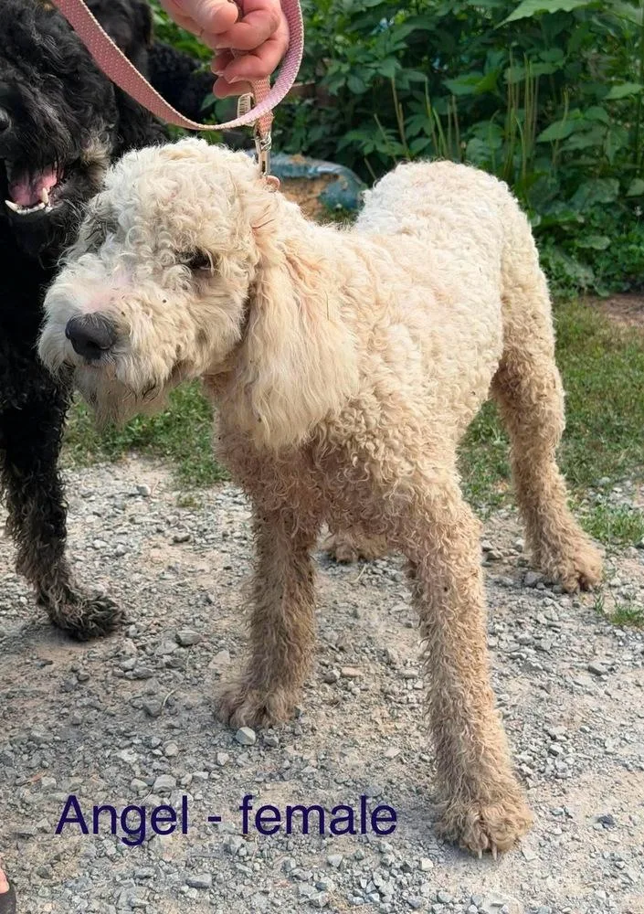 An adult medium-sized female Goldendoodle dog named Angel for adoption in Cheektowaga, NY