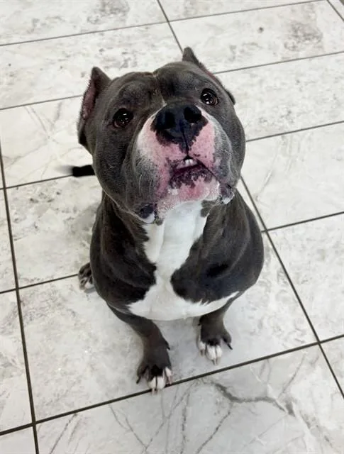 An adult large-sized male American Staffordshire Terrier dog named Sosa for adoption in Kalamazoo, MI